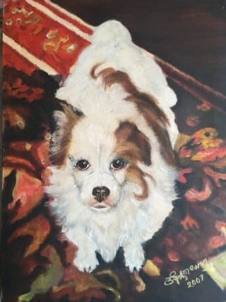 Dog's innocent eyes