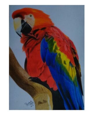 Macaw parrot art